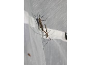Kohlschnake (Tipula spec.) - © Emanuel Trummer